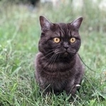 Фото: пропала кошка «Пропала кошка шоколадка, 2 года Балаково» в г. Балаково